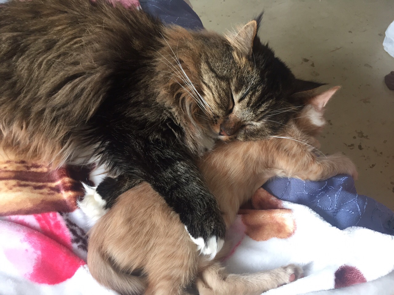 котенок и кот