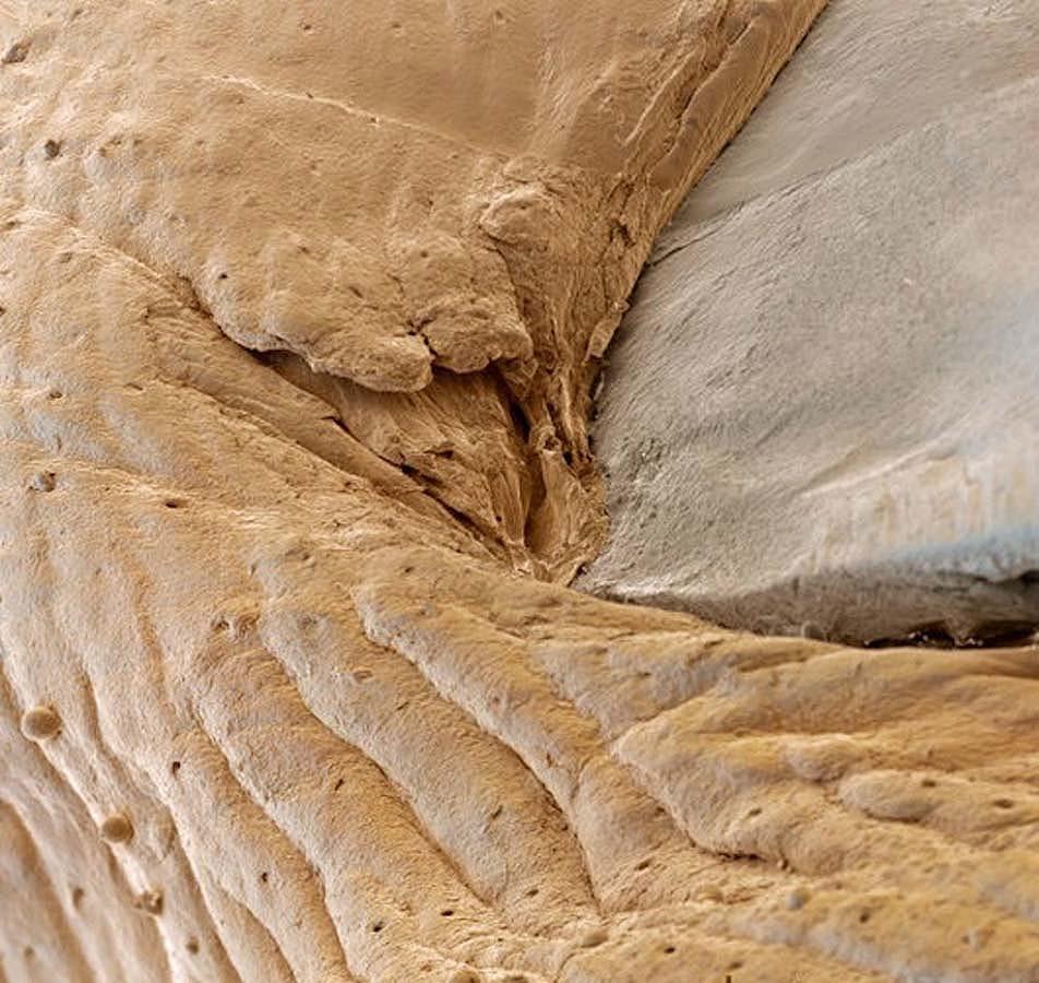 15 удивительных созданий которых не разглядеть без микроскопа 