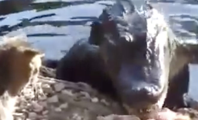 Крокодил хотел выйти и поживиться на берегу, но столкнулся с голодным котом Крокодил хотел выйти и поживиться на берегу, но столкнулся с голодным котом Видео,кот,крокодил,Природа,Пространство