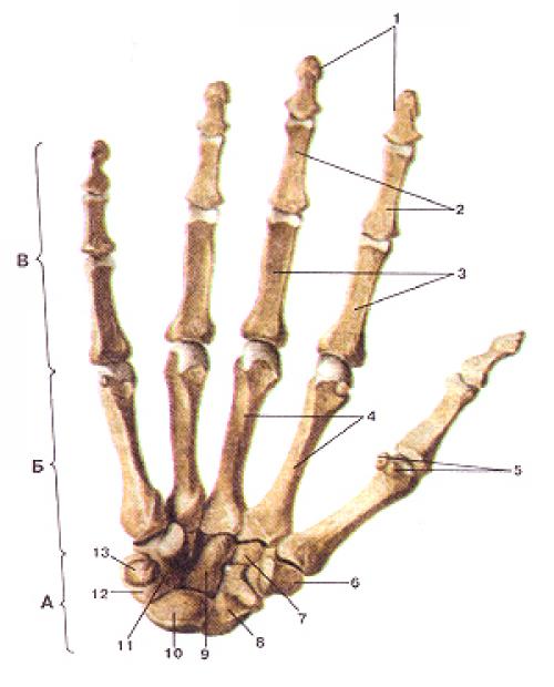 Строение руки пальцев. Основы анатомии кисти: три главных сустава наших пальцев 07