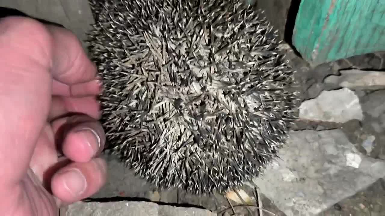Video: Видео от Донецкая группа новостей|Донецк.ДНР