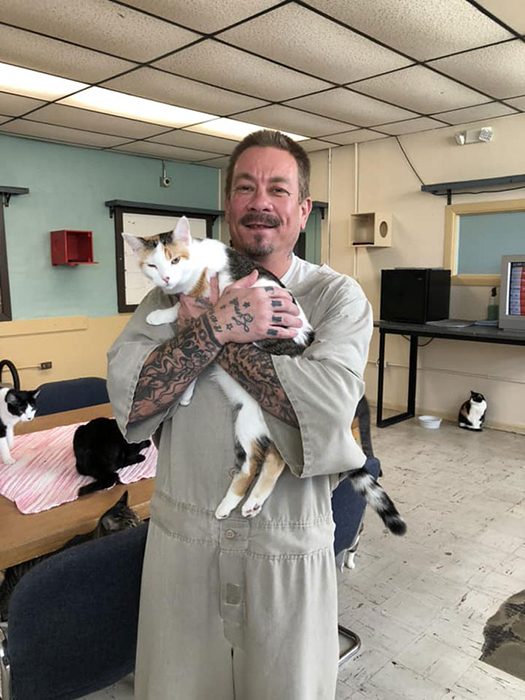 В тюрьме штата Индиана решили открыть приют для бездомных кошек