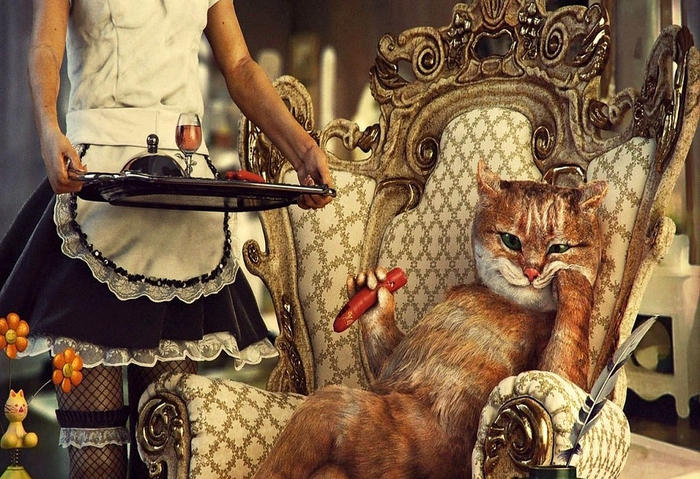 Надоели обои? Хотите новый диван? Надоели обои? Хотите новый диван? веселые картинки,животные,позитив,Смешные животные