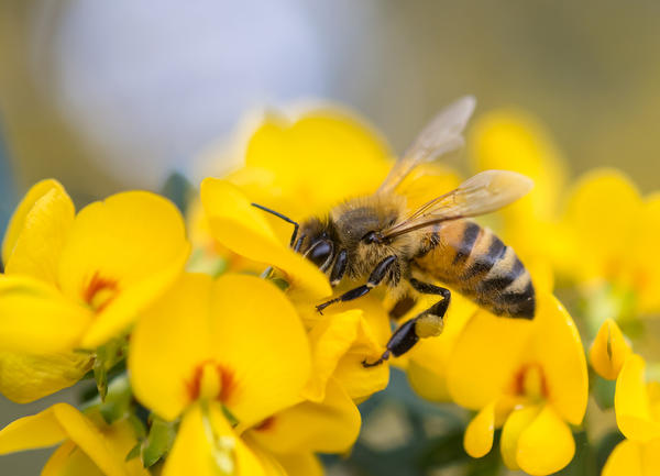 Аллергия на укусы насекомых: чем это опасно и как помочь пострадавшему