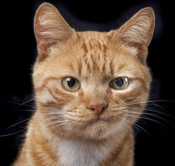 Надоели обои? Хотите новый диван? Надоели обои? Хотите новый диван? веселые картинки,животные,позитив,Смешные животные