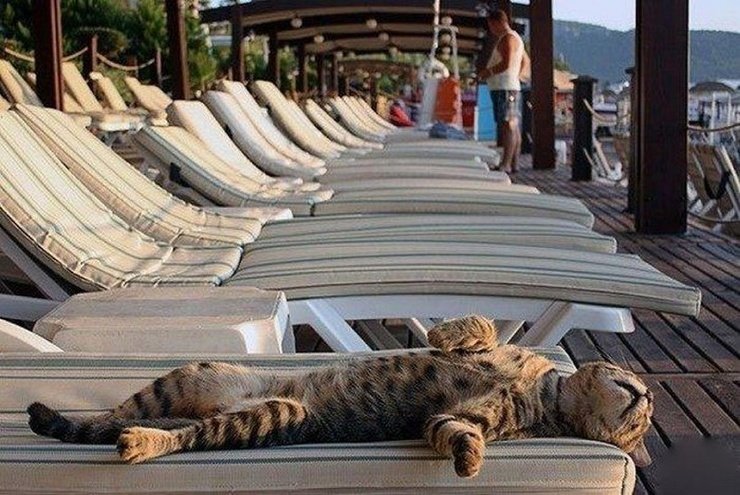Займет лучшее место у бассейна. коты, котята, помощник
