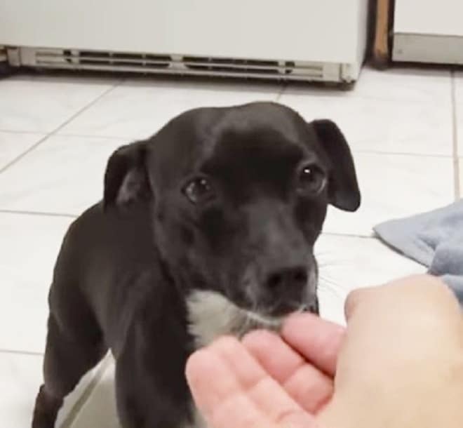 Собака стоит