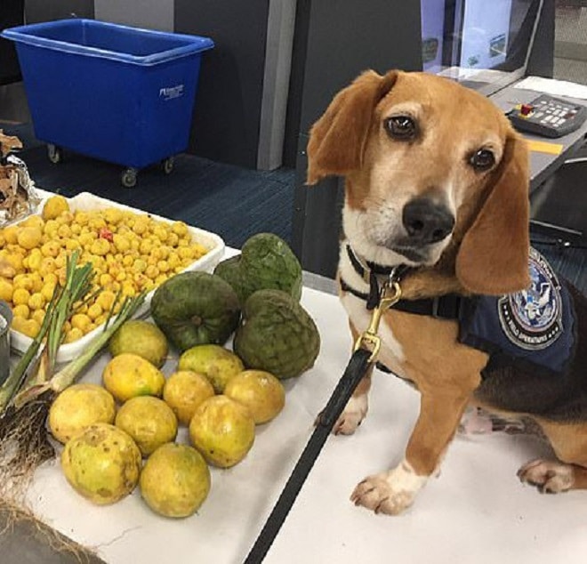 Служебній пес