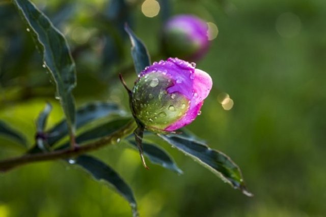 Почему не цветут пионы: 6 самых частых причин цветы