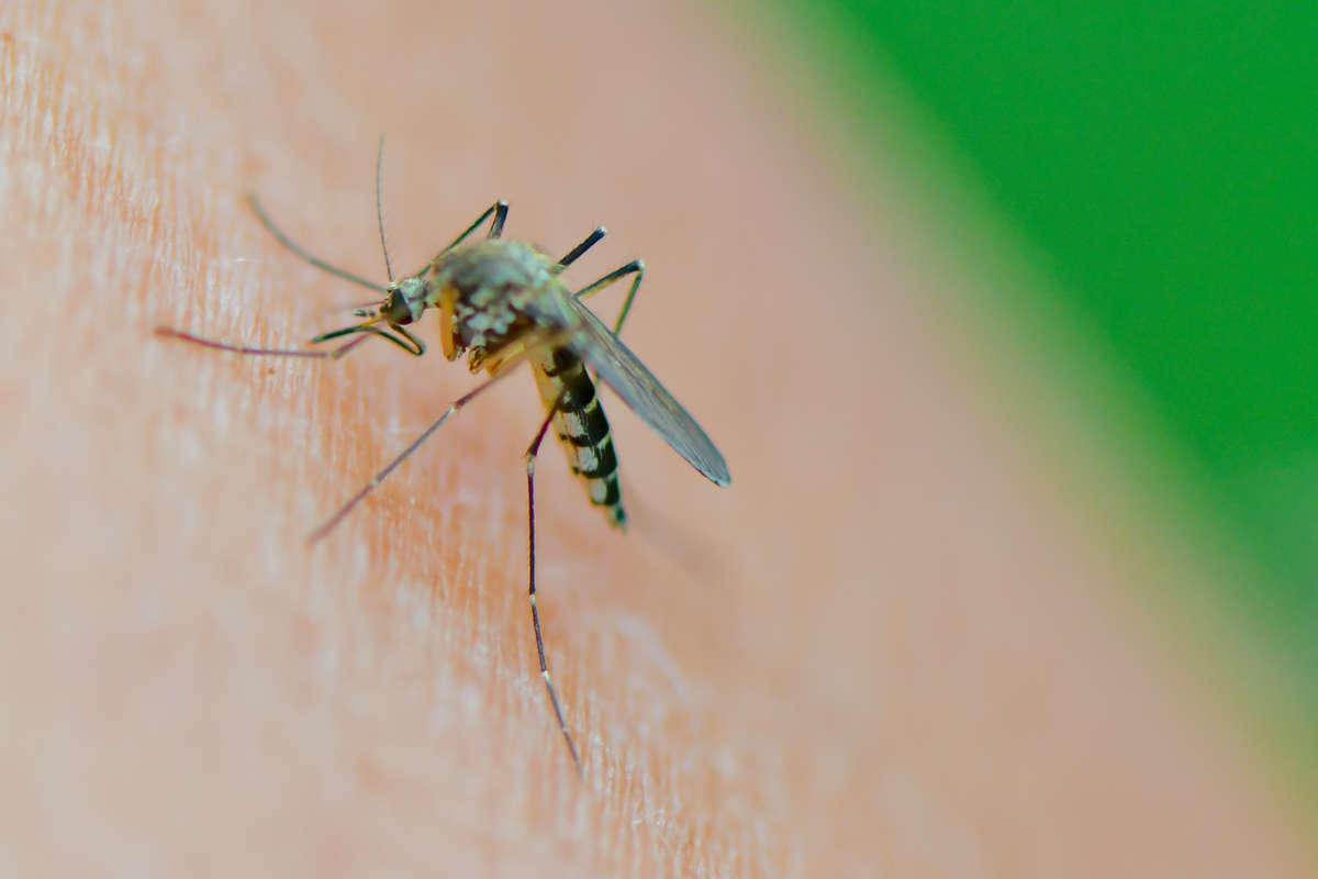 Иммунолог Болибок: в некоторых регионах РФ от комаров можно подхватить лихорадку