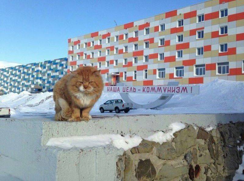 Добро пожаловать в Арктику – по «Северному китайскому морскому пути» геополитика,г,Москва [1405113]