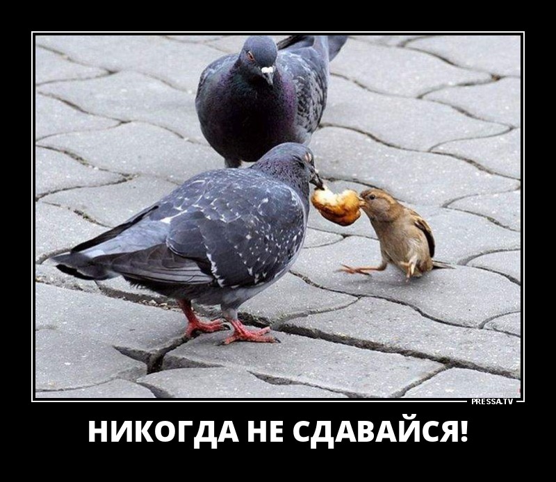 Забавные и веселые жизненные демотиваторы 