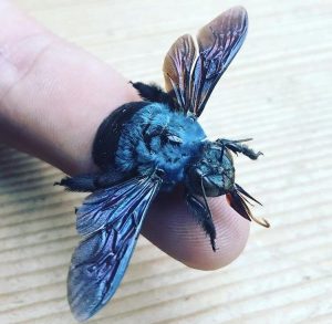 Фото редких животных и растений, о существовании которых многие точно не знали 