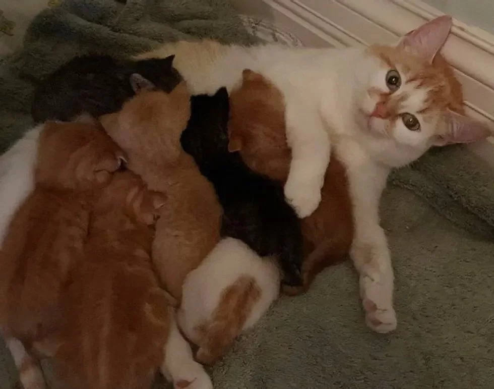 Без кота и жизнь не та