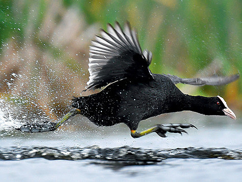 ФОТО SHUTTERSTOCK
