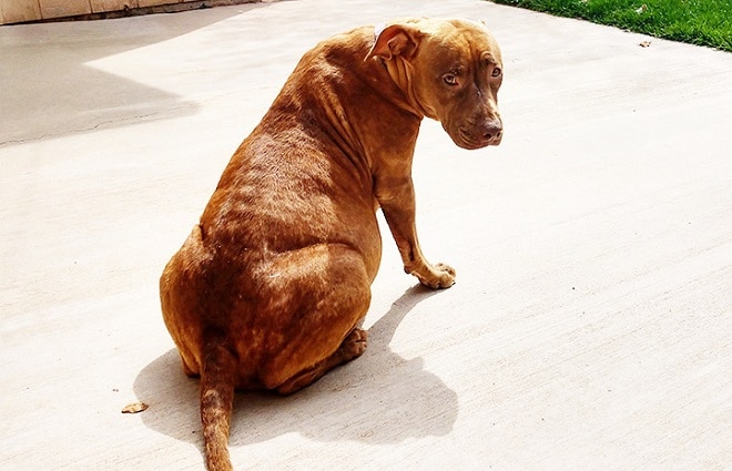 Собака сидит