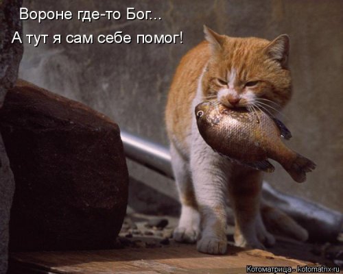 Новая котоматрица (21 фото)