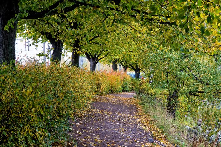 Мертвого мужчину в голубых трусах нашли в кустах на севере Петербурга