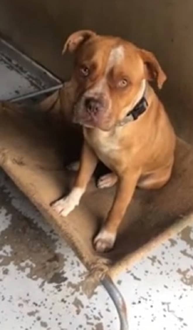 Пес на картонке 