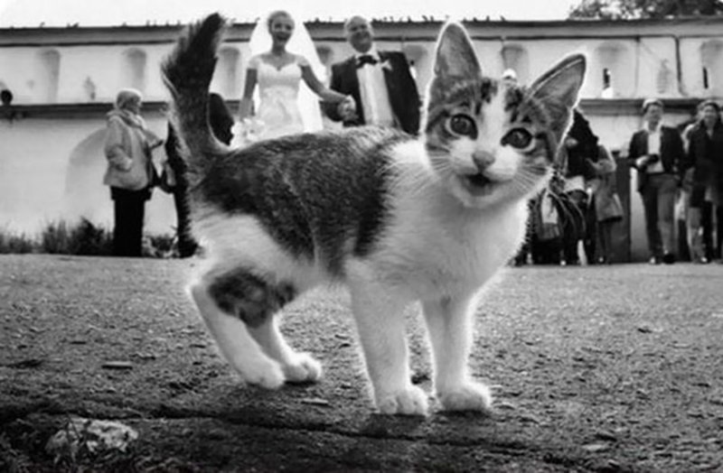 Фотография: 20+ фотографий, которые стали интересными только благодаря котам №22 - BigPicture.ru
