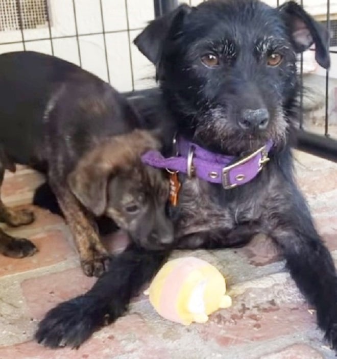 Щенок с мамой