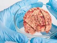 Важные открытия в науке о мозге