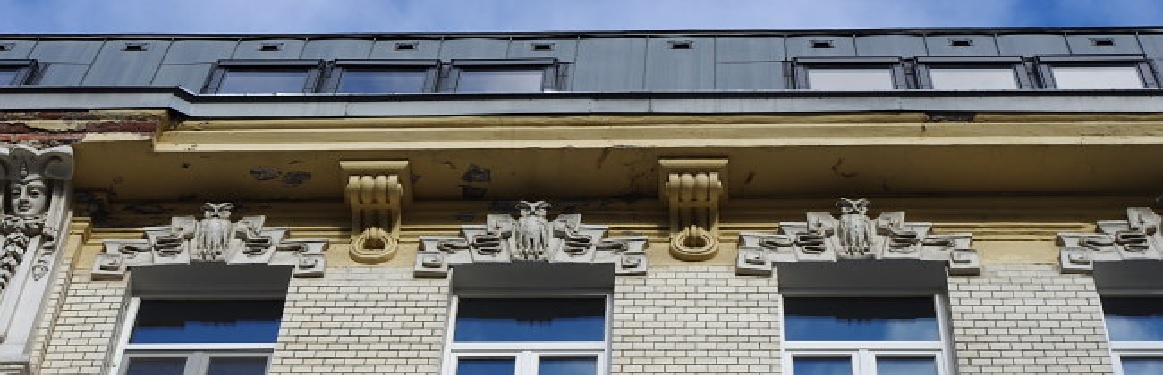 Московские птицы 10. Совы