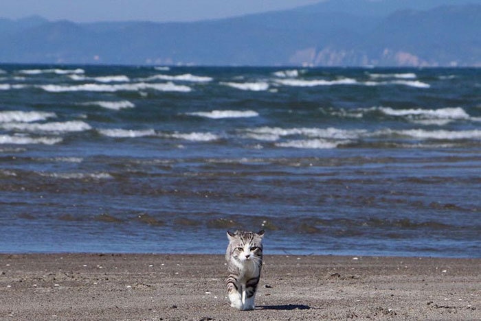 Most Photogenic Cat