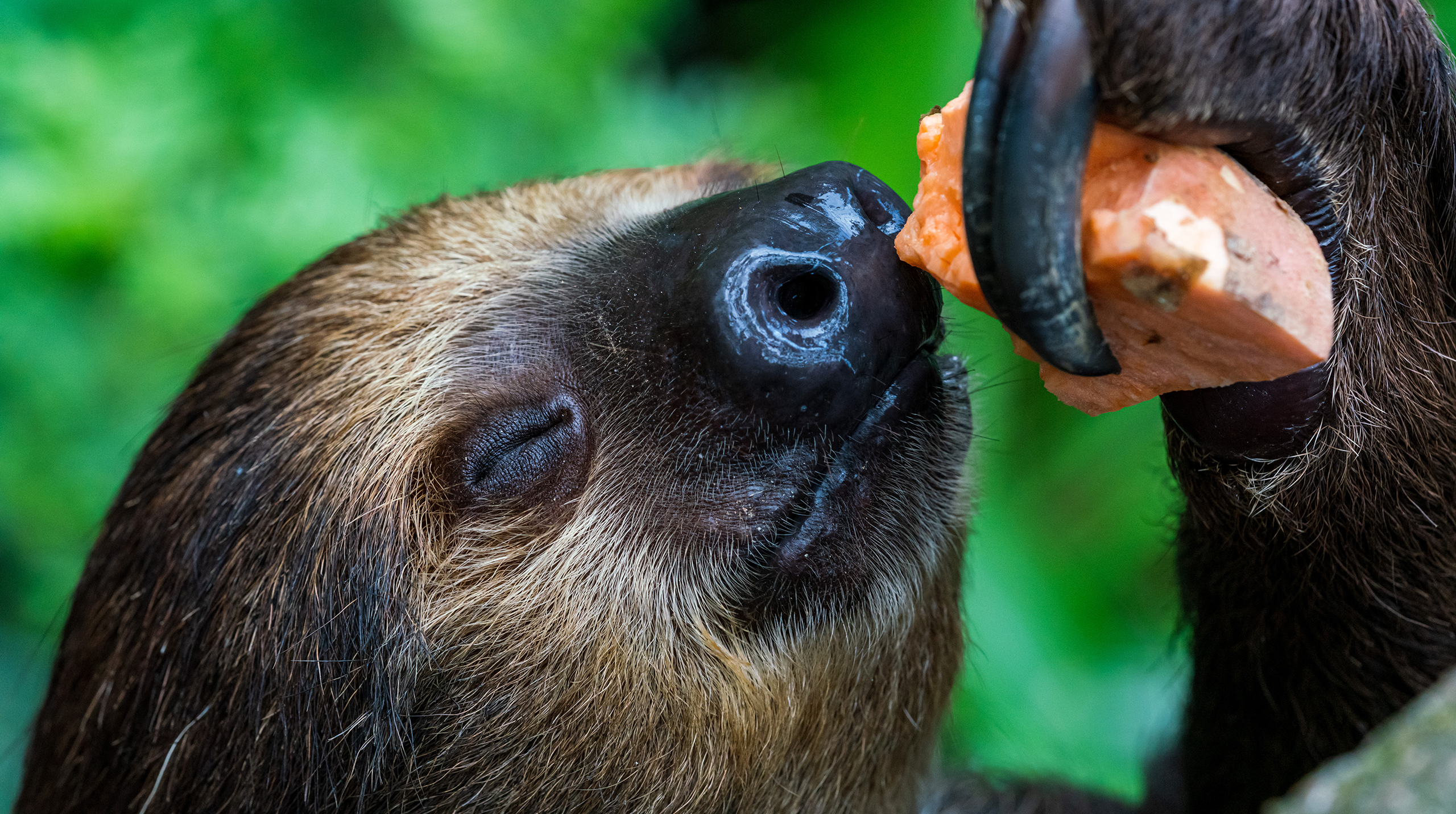 Чем питается ленивец