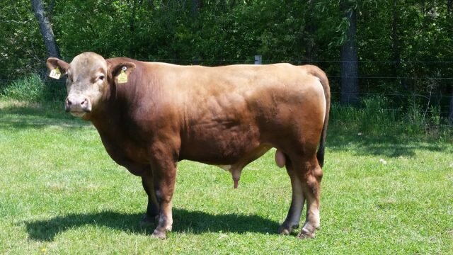 Бифало — это гибрид домашней коровы и дикого американского бизона, созданный человеком как скот мясного направления продуктивности. © wikipedia   
