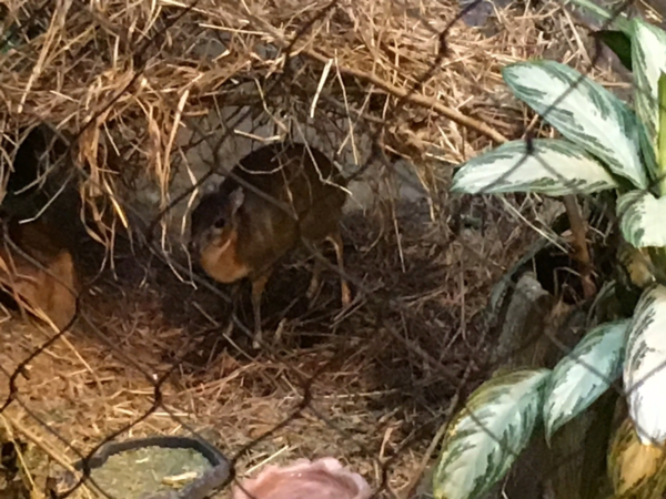 Карликовая Антилопа: Где живут олени размером с кошку? Карликовая Антилопа: Где живут олени размером с кошку?