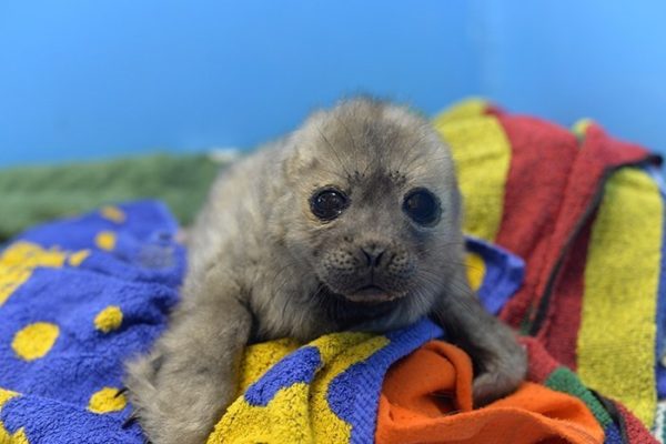 Спасённый детёныш нерпы мог бы уплыть на волю, но живёт с людьми и ведёт себя как котик