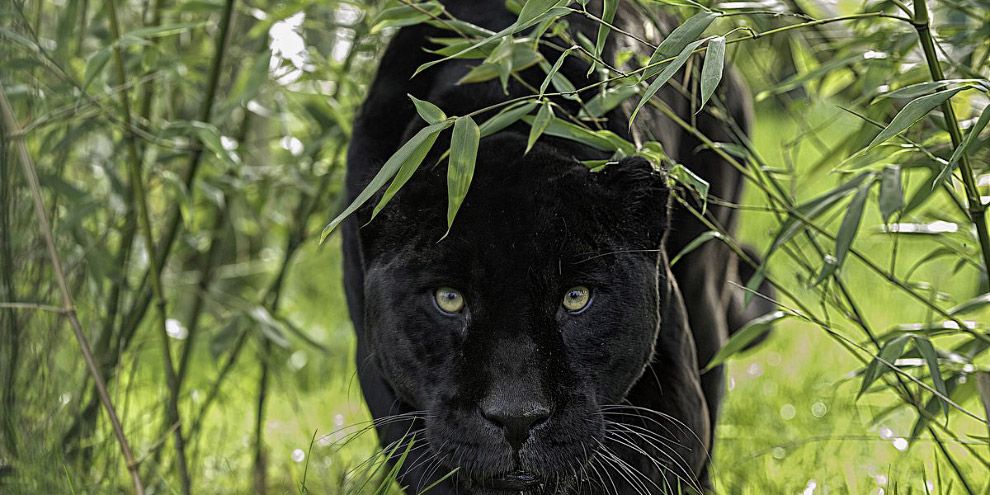 Черные пантеры — это просто кошки размера XXL животные,интересное,кошки,леопарды