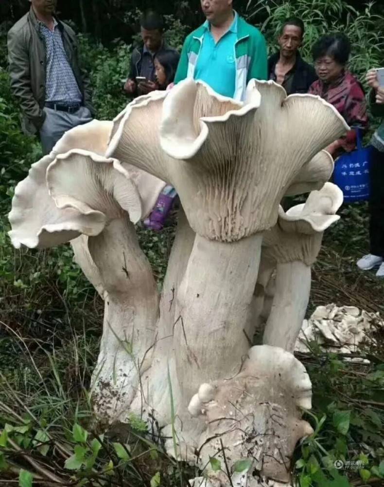 Самые тяжелые организмы. Самый большой гриб в мире. Орегонский гриб-монстр. Орегонский монстр грибница. Самый гигантский гриб в мире.