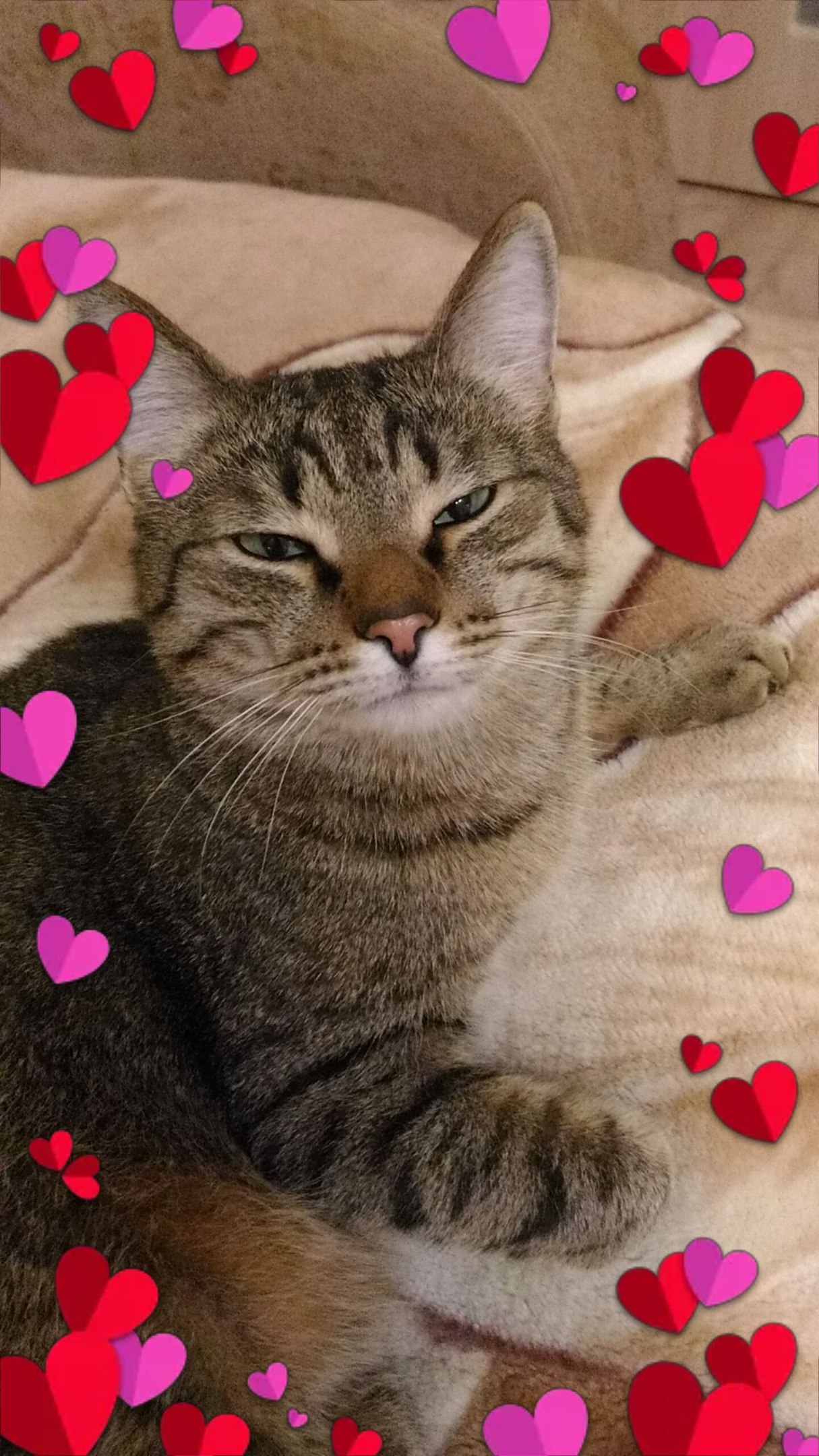 кот отдыхает