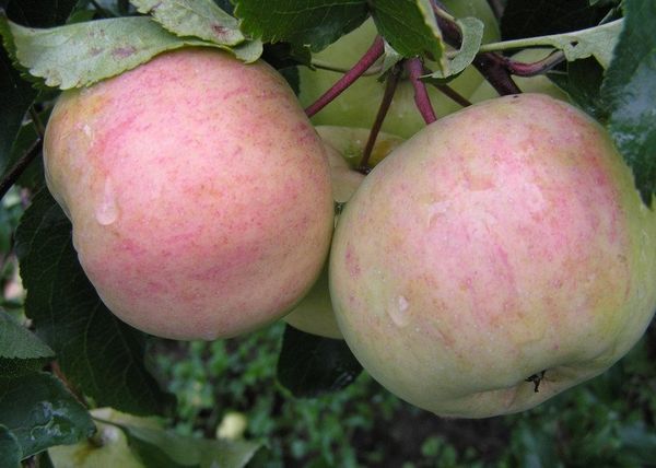 лучшие осенние сорта яблонь