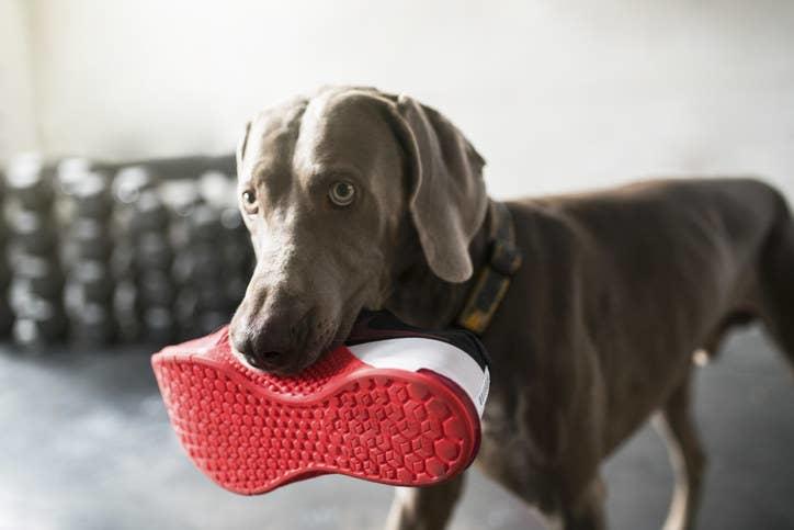 20 вещей, которые вам 100% знакомы, если у вас есть собака 20 вещей, которые вам 100% знакомы, если у вас есть собака