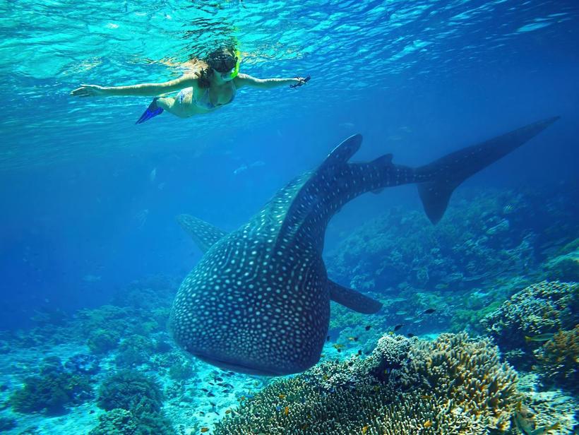 Риф Нингалу: невероятное место, где люди и акулы не боятся друг друга природа,Путешествия,фото