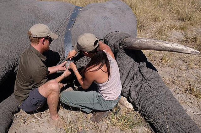 Принц Гарри и Меган Маркл поделились новыми фото из поездки в Африку Принц Гарри и Меган Маркл поделились новыми фото из поездки в Африку Монархии