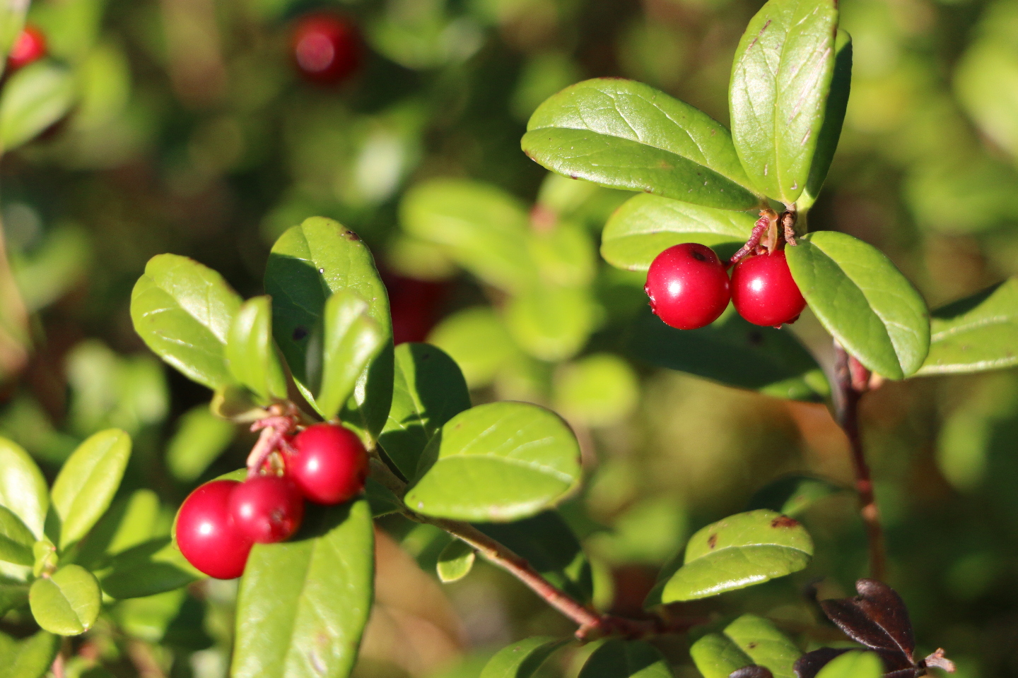 Разноцветная Карелия 