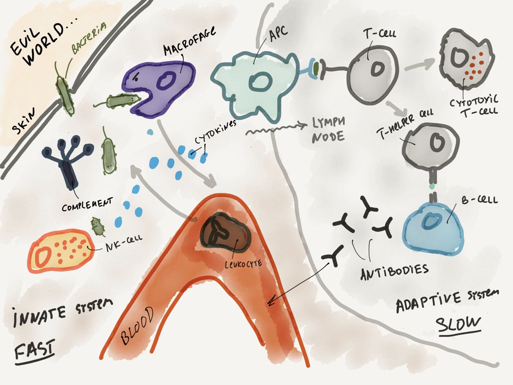 Рисунок иммунной системы