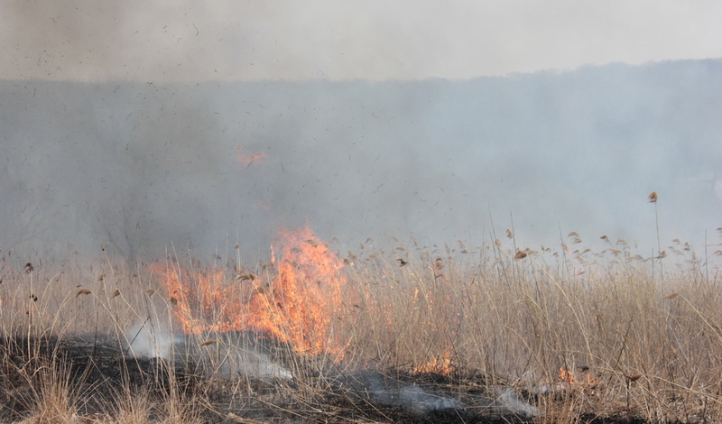 Синоптики рассказали, где в Приморье могут начаться лесные пожары