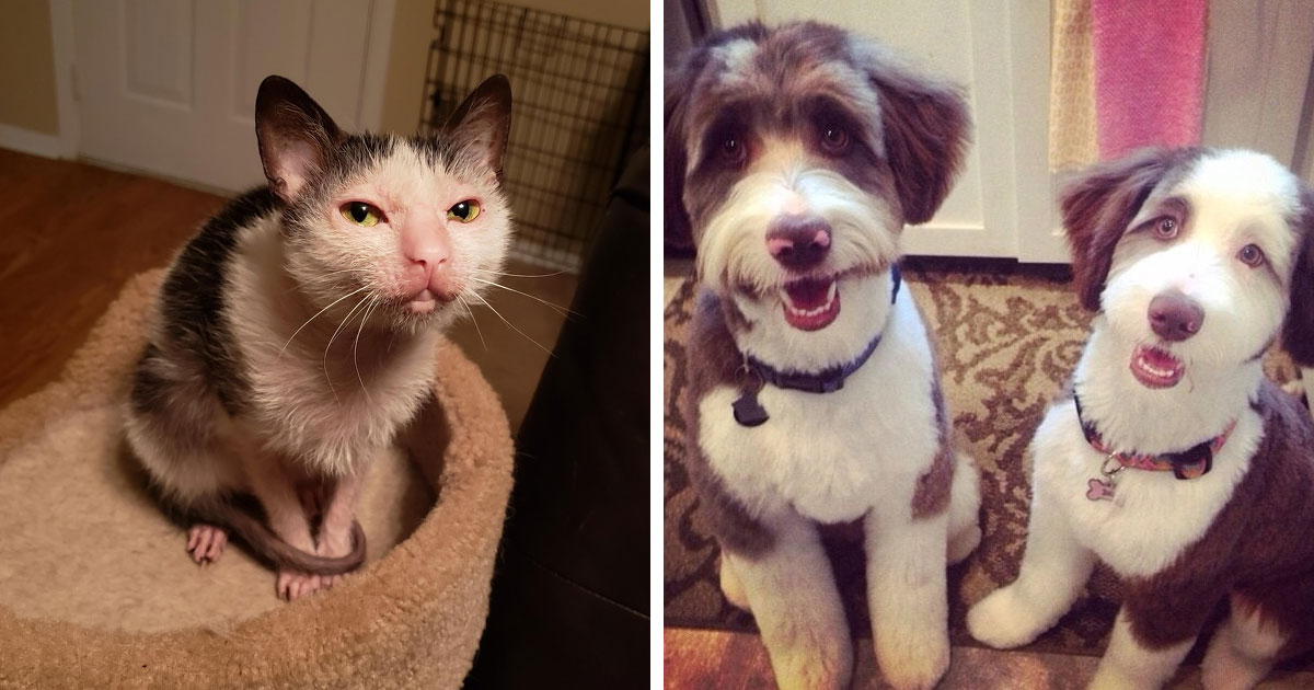 20 домашних питомцев, у которых есть свои особенности, но это не делает их ужасными