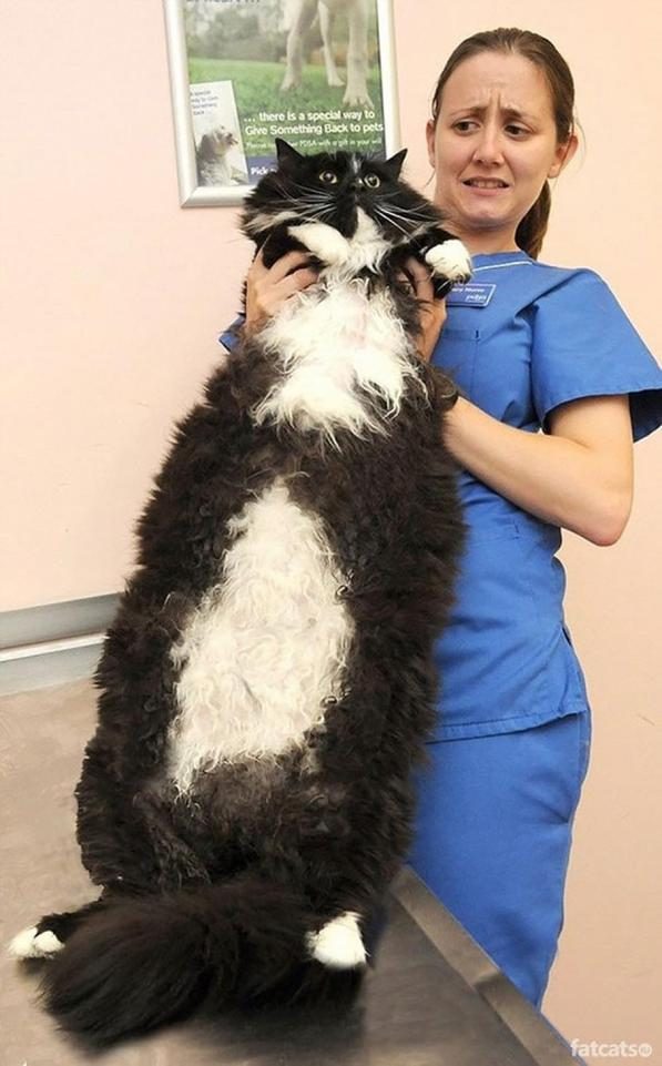 Самые большие домашние кошки в мире