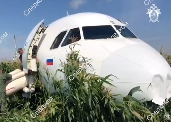 МАК подтвердил, что причиной жесткой посадки самолета А321 на кукурузное поле стало попадание чаек в двигатели
