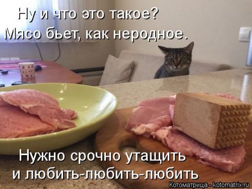 Лучшая котоматрица недели  смешные картинки