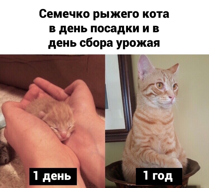 Картинки Кота Семена