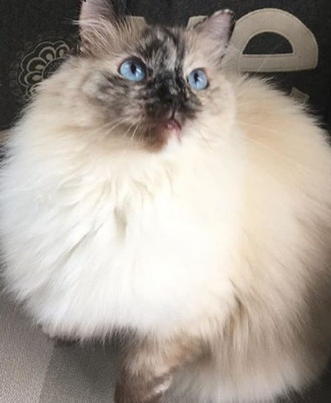 Пушистая кошка