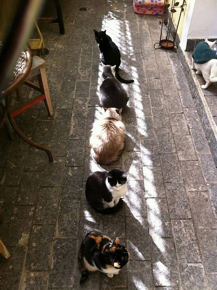 Коты просто обожают греться на солнышке картинки