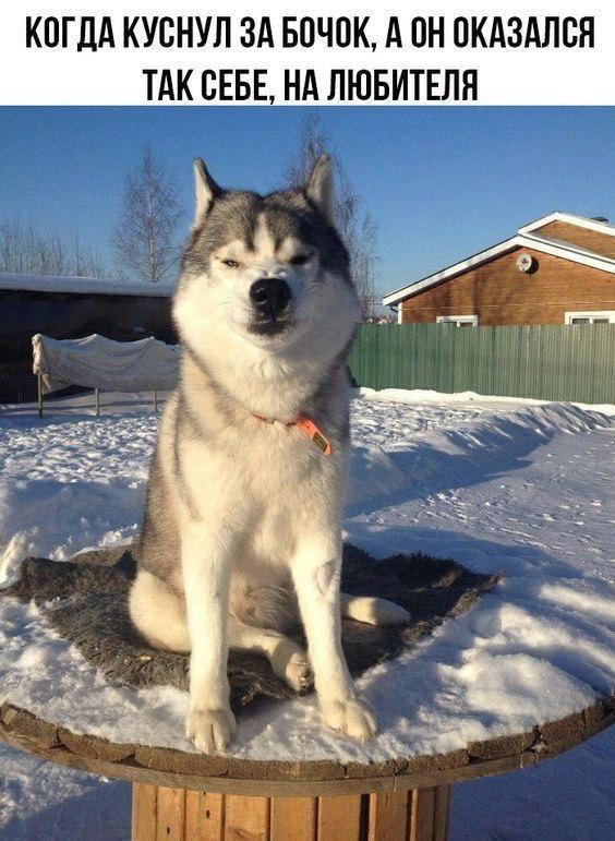 Сопелье — сотрудник аптеки, помогающий подобрать подходящий спрей от насморка 
